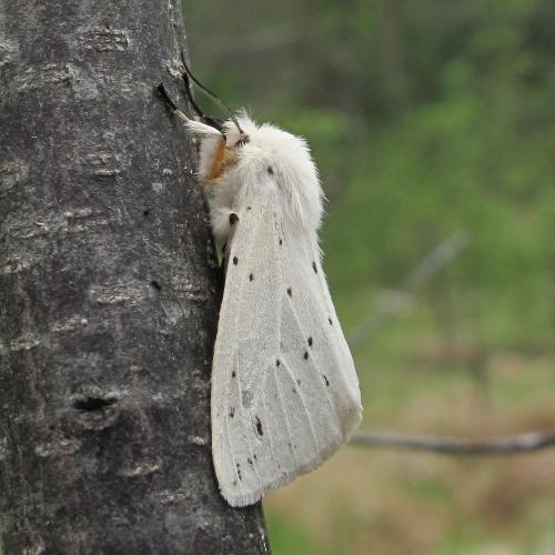 Spilosoma lubricipeda